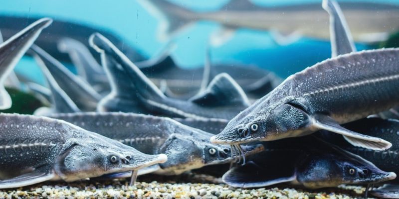 В аквариуме В аквариуме