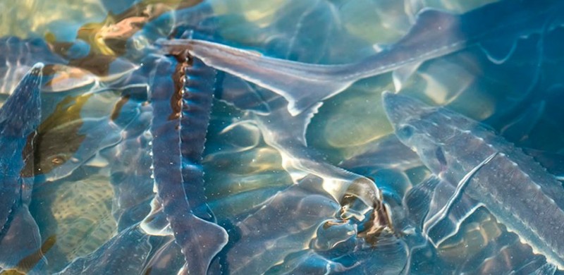 В воде В воде