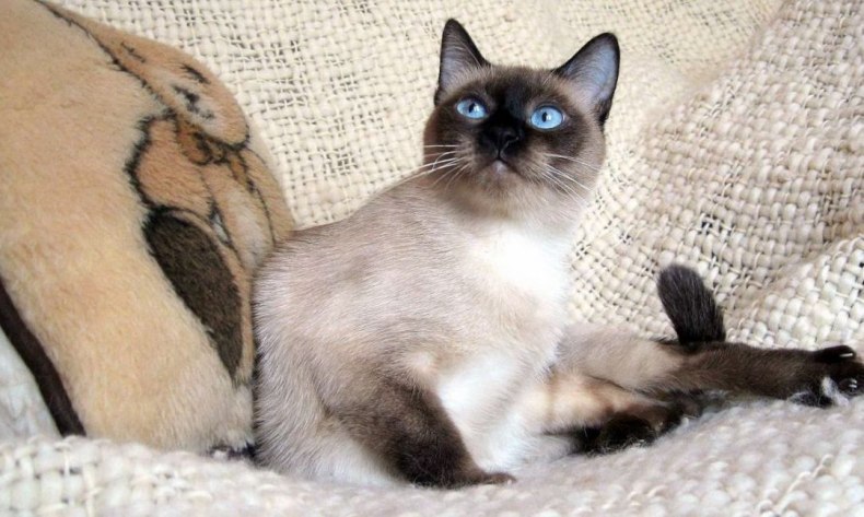 Тайская кошка: описание породы, характер и повадки, правильный уход, фото, выбор котенка