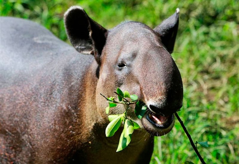 Тапир ест Тапир ест