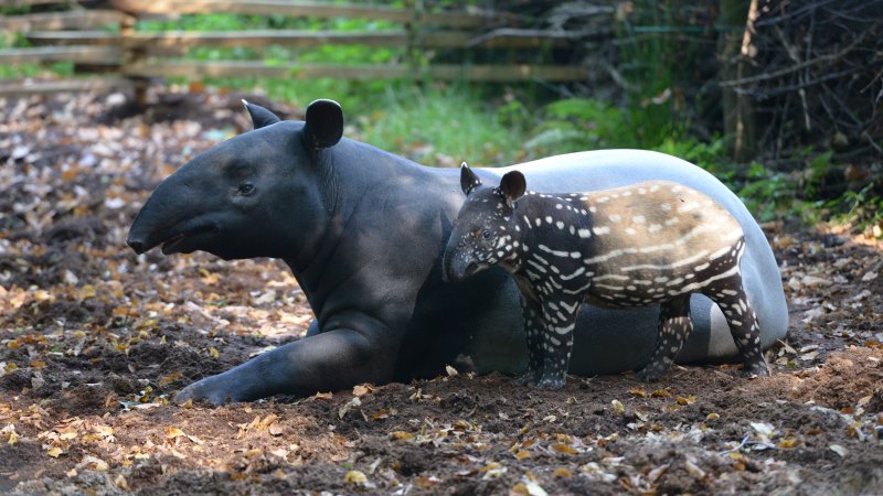 С детенышем С детенышем