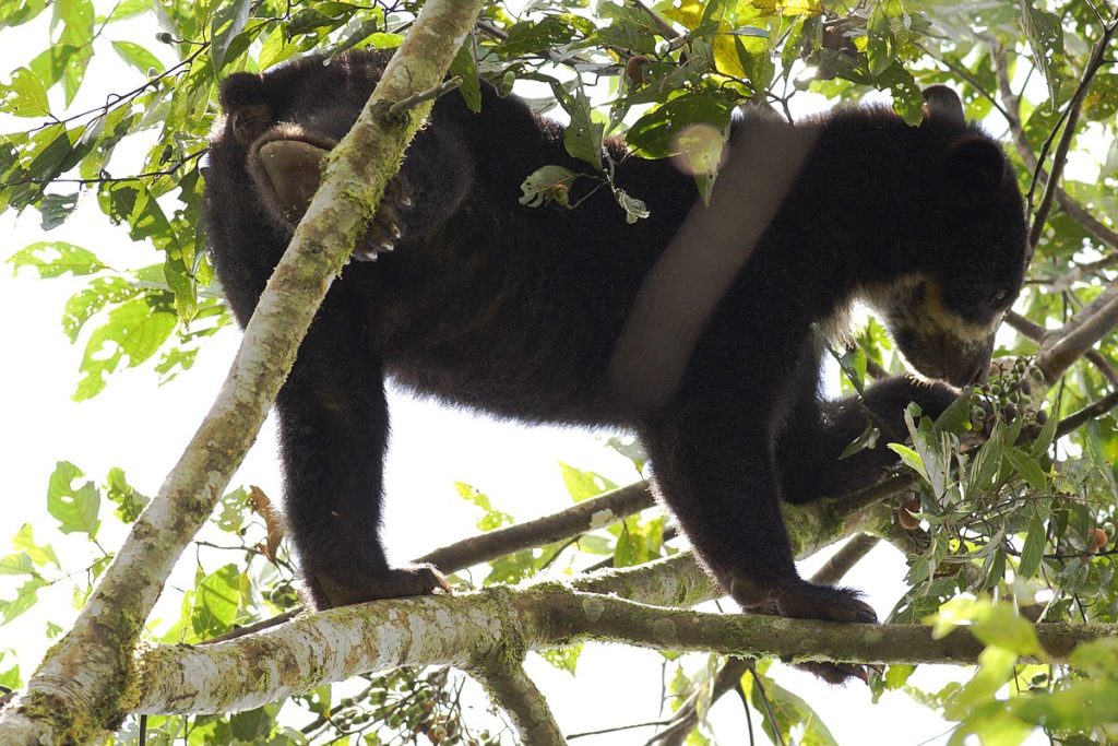 Очковый медведь: как выглядит, где обитает, чем питается и интересные факты