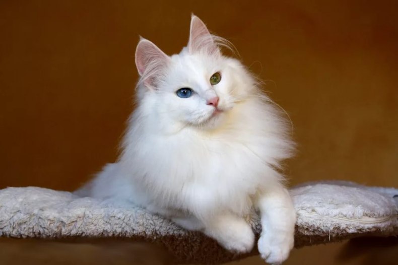 Турецкая ангора: описание внешнего вида и характера породы кошек, уход и содержание, кормление