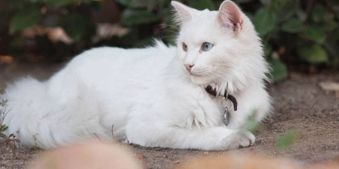 Турецкая ангора: информация и особенности