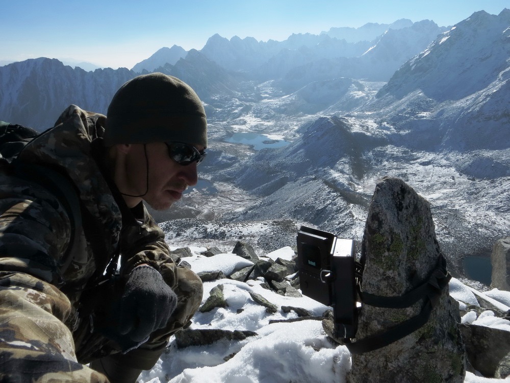 Снежный барс (Ирбис) - описание животного, где обитает, размер, вес, чем питается и Красная книга