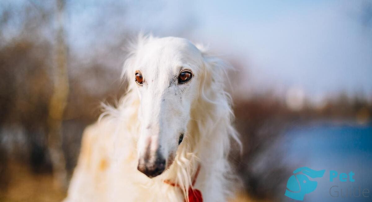 Уход за русской борзой Уход за русской борзой