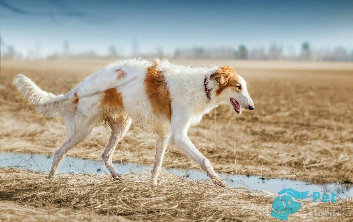 История русской борзой История русской борзой