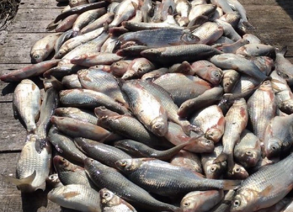 Вобла: образ жизни и среда обитания рыбы