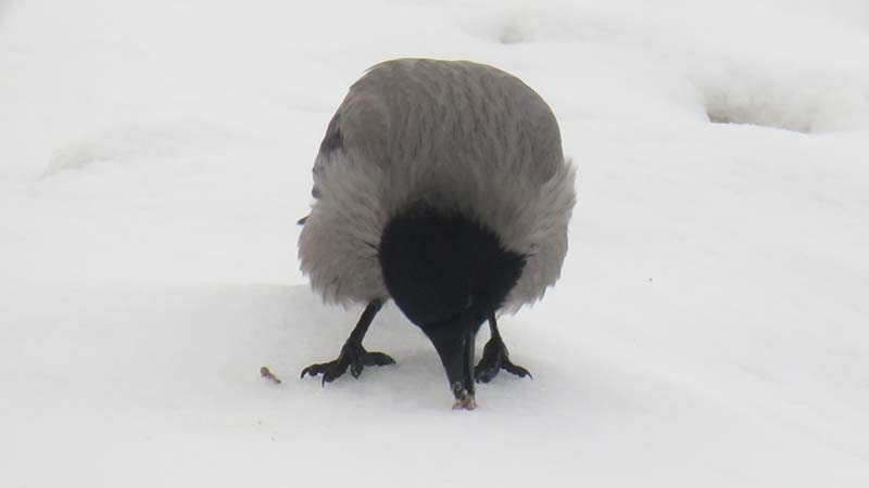 Все о серой вороне: описание, повадки, разведение в домашних условиях