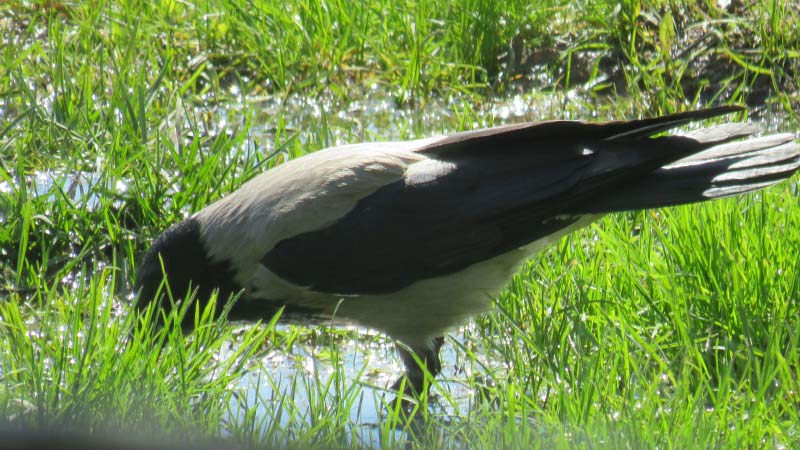 Все о серой вороне: описание, повадки, разведение в домашних условиях
