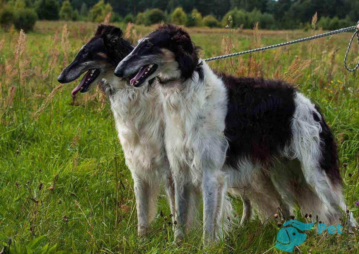 Воспитание РБП Воспитание РБП