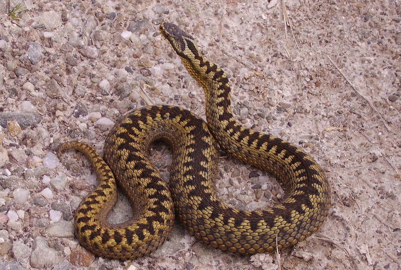 Взрослая женщина, Шотландия