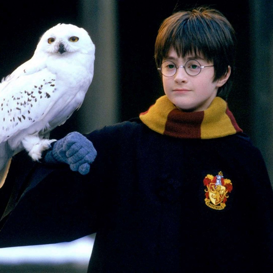 Домашние совы (17 фото): можно ли держать, сколько живут, как ухаживать, что едят, сколько стоят