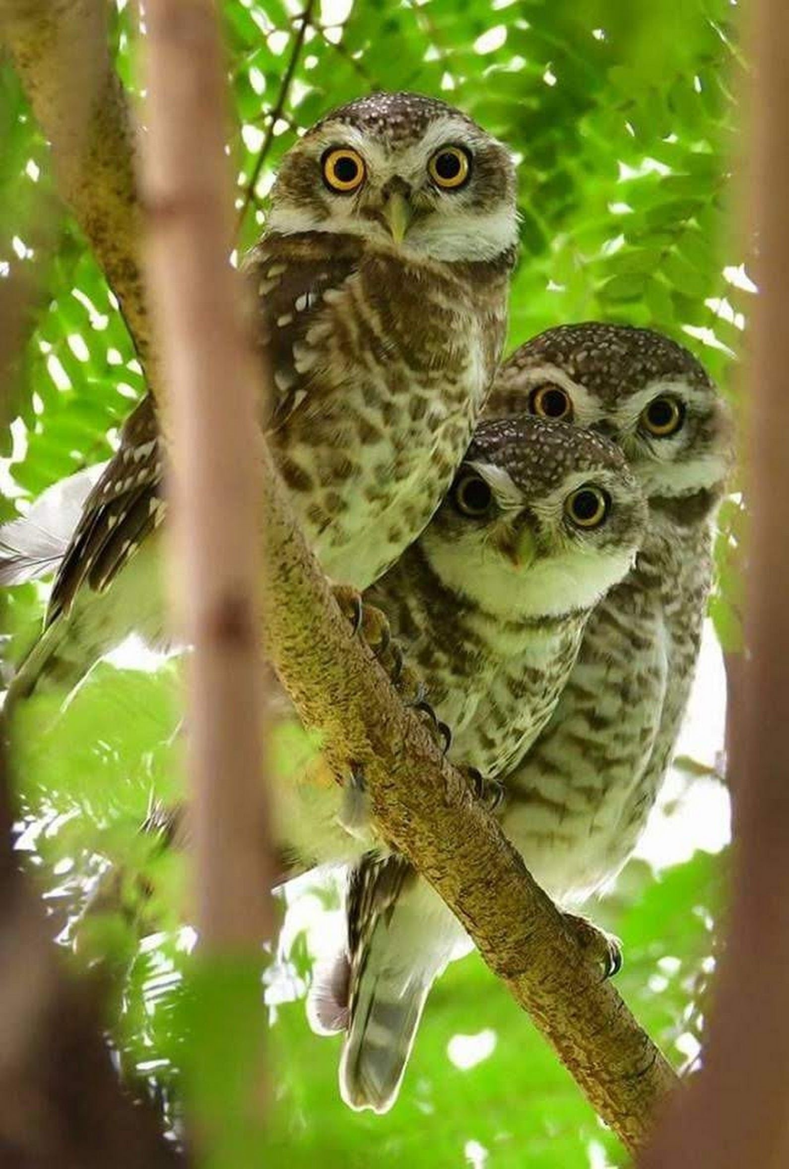 Домашние совы (17 фото): можно ли держать, сколько живут, как ухаживать, что едят, сколько стоят