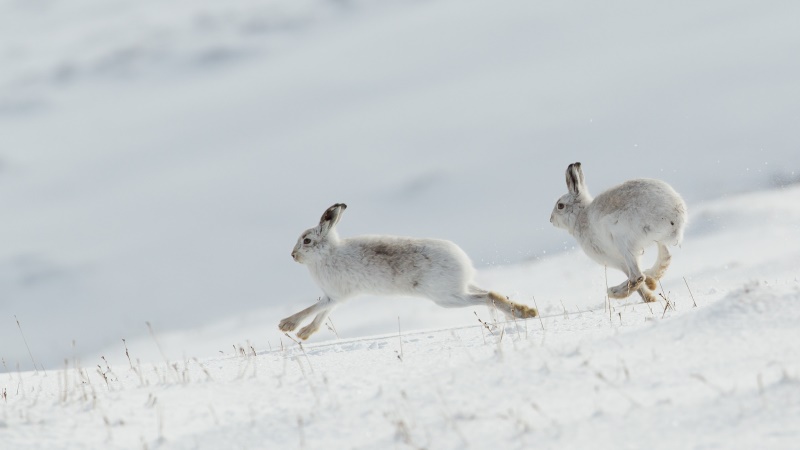 Прыжки Прыжки
