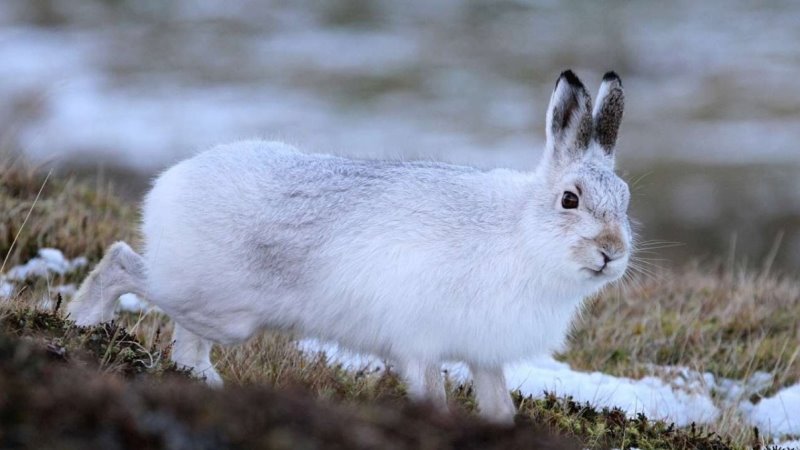 Заяц прячется Заяц прячется
