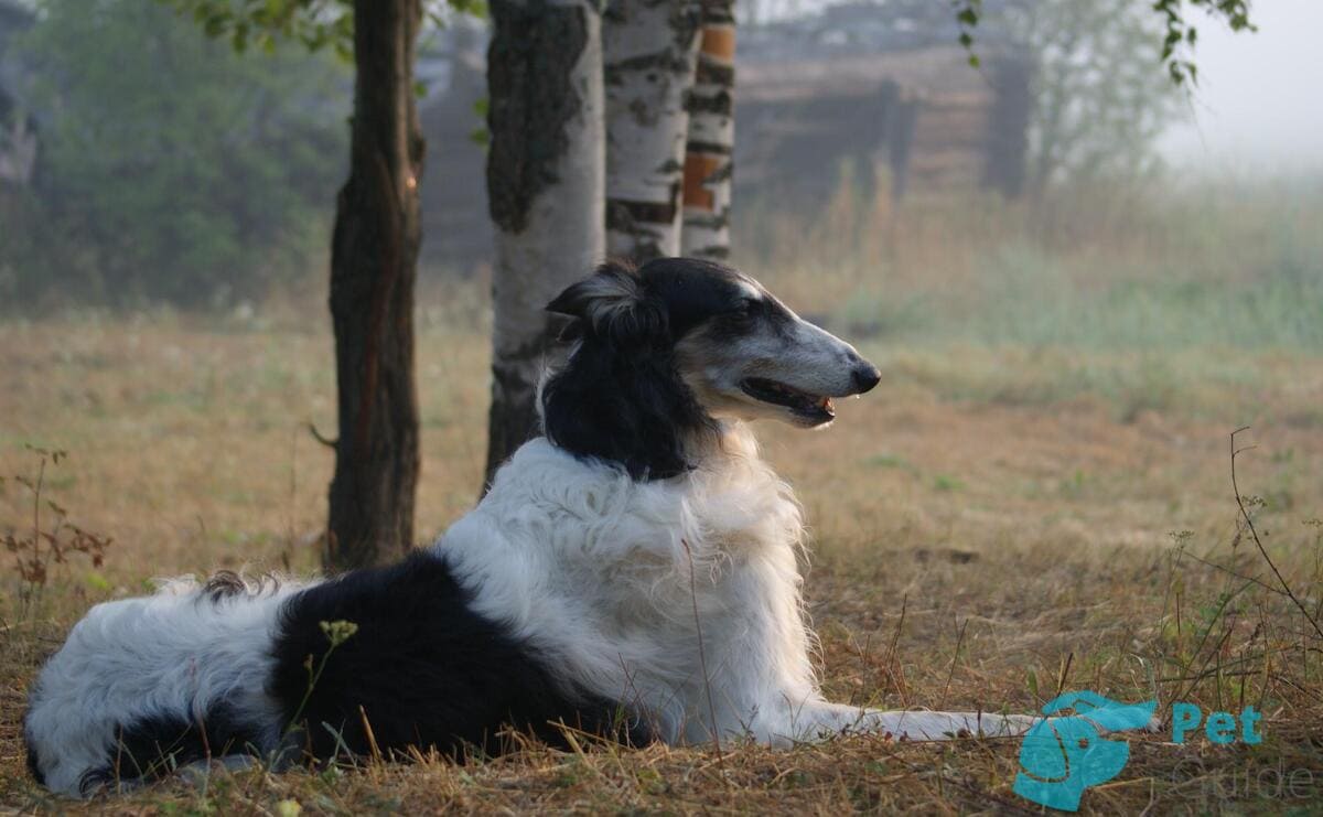 Здоровье русской борзой Здоровье русской борзой
