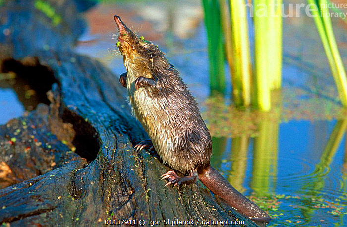Русская выхухоль из Красной книги – краткое описание