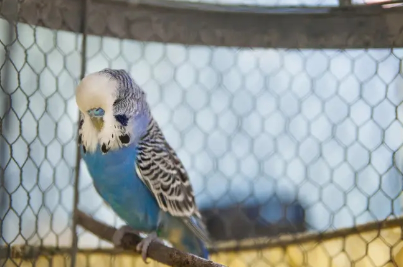 Попугай чех: описание породы