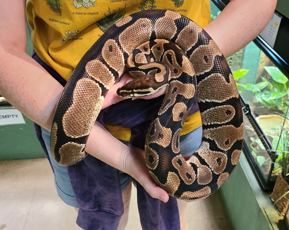 Королевский питон в домашних условиях: уход и содержание