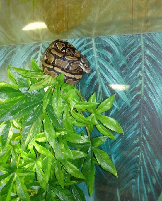 Королевский питон в домашних условиях: уход и содержание