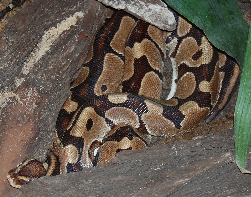 Королевский питон в домашних условиях: уход и содержание