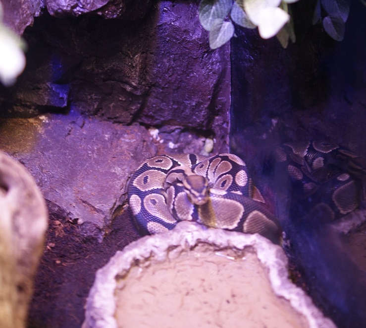 Королевский питон в домашних условиях: уход и содержание