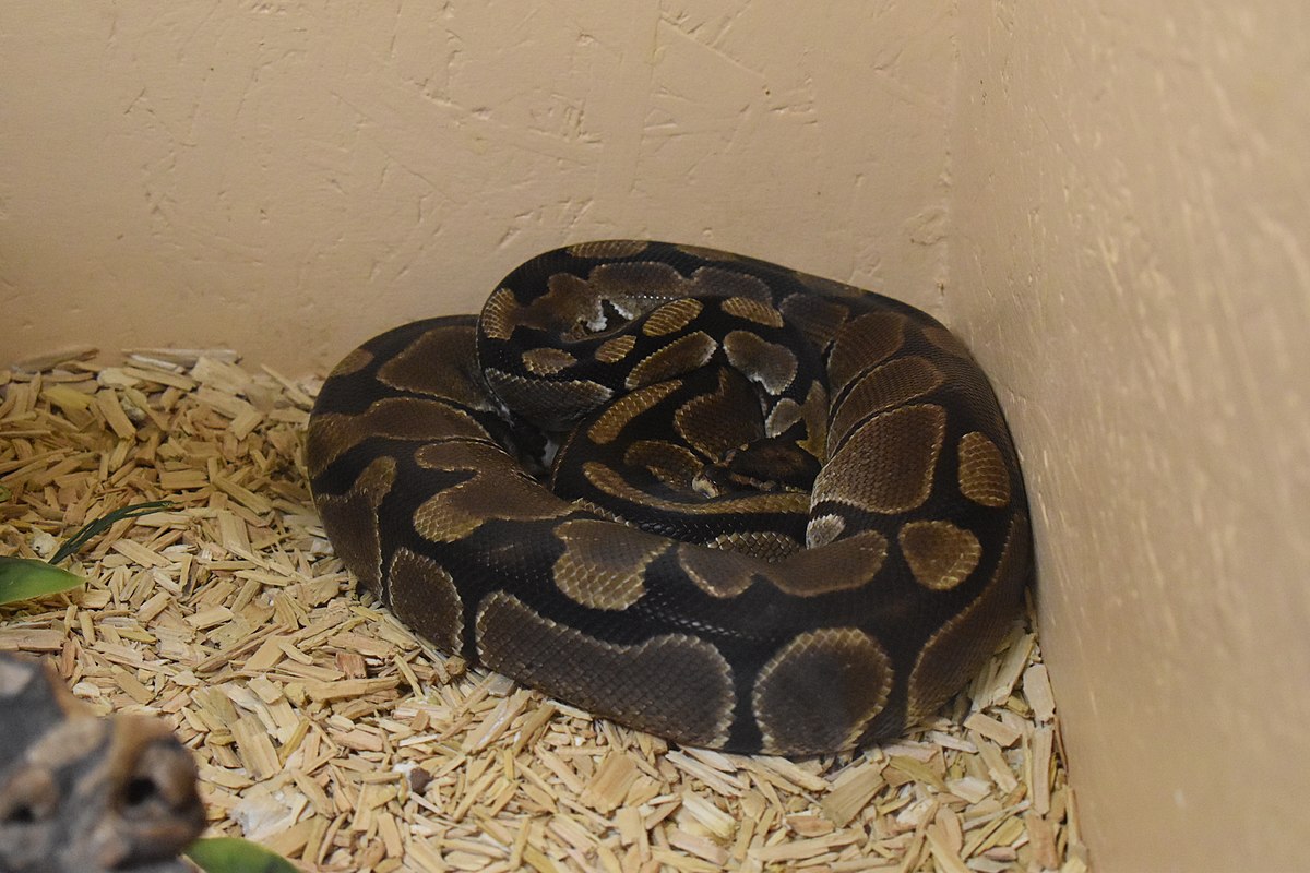 Королевский питон в домашних условиях: уход и содержание