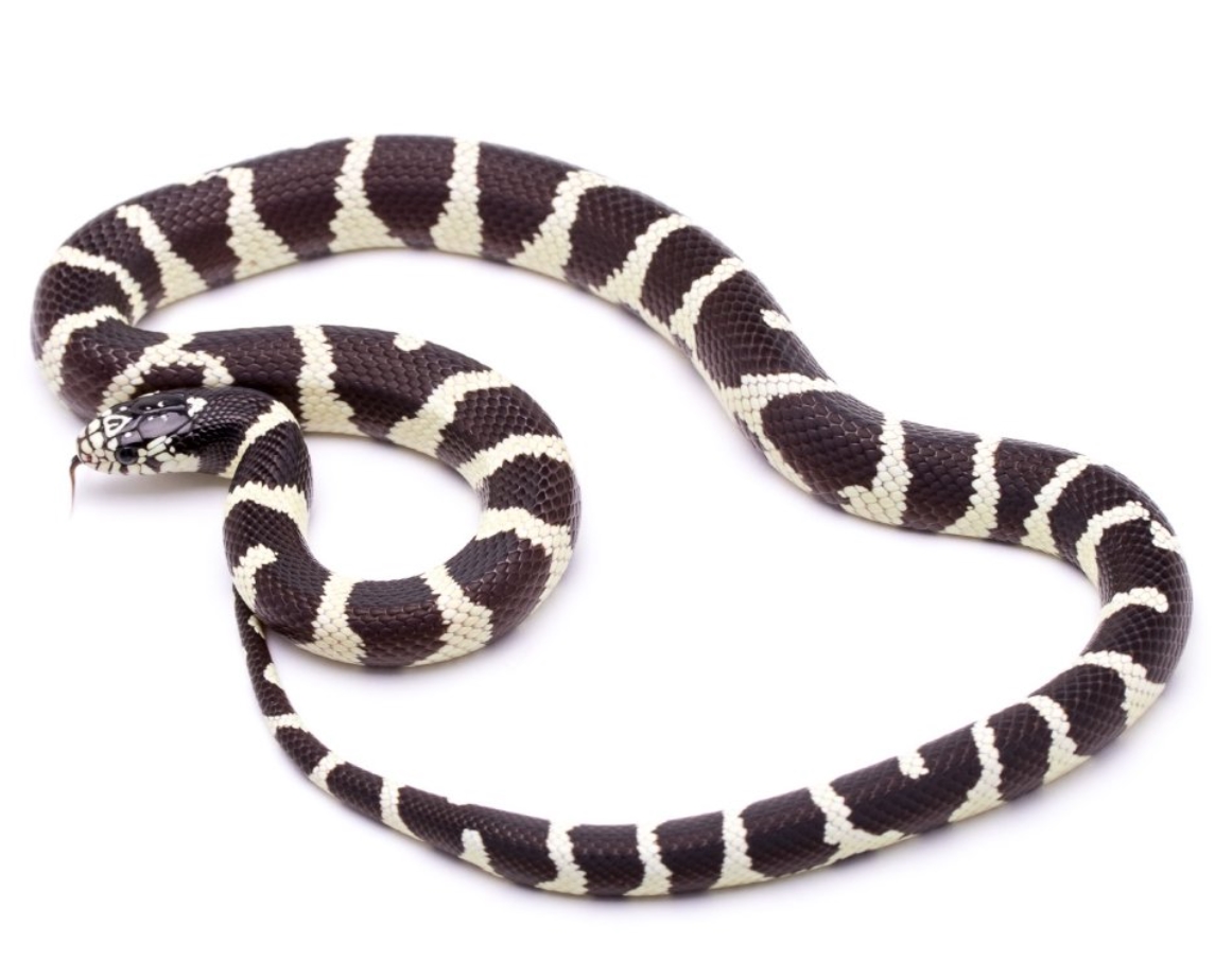 Калифорнийская змея: описание, виды, содержание и уход