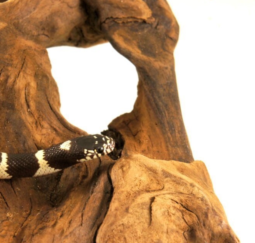 Калифорнийская змея: описание, виды, содержание и уход