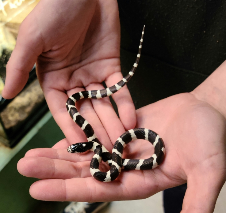 Калифорнийская змея: описание, виды, содержание и уход