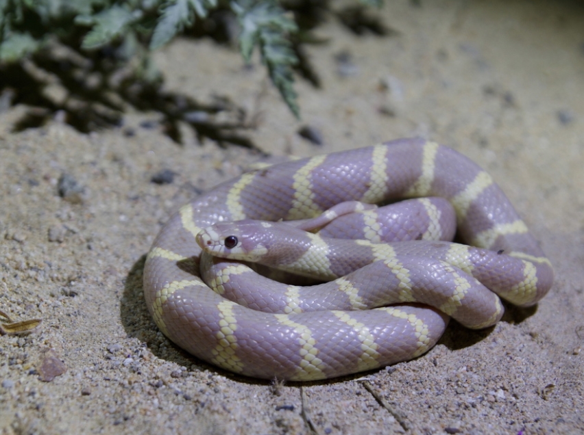 Калифорнийская змея: описание, виды, содержание и уход