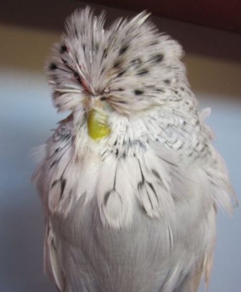 Попугай чех: описание породы