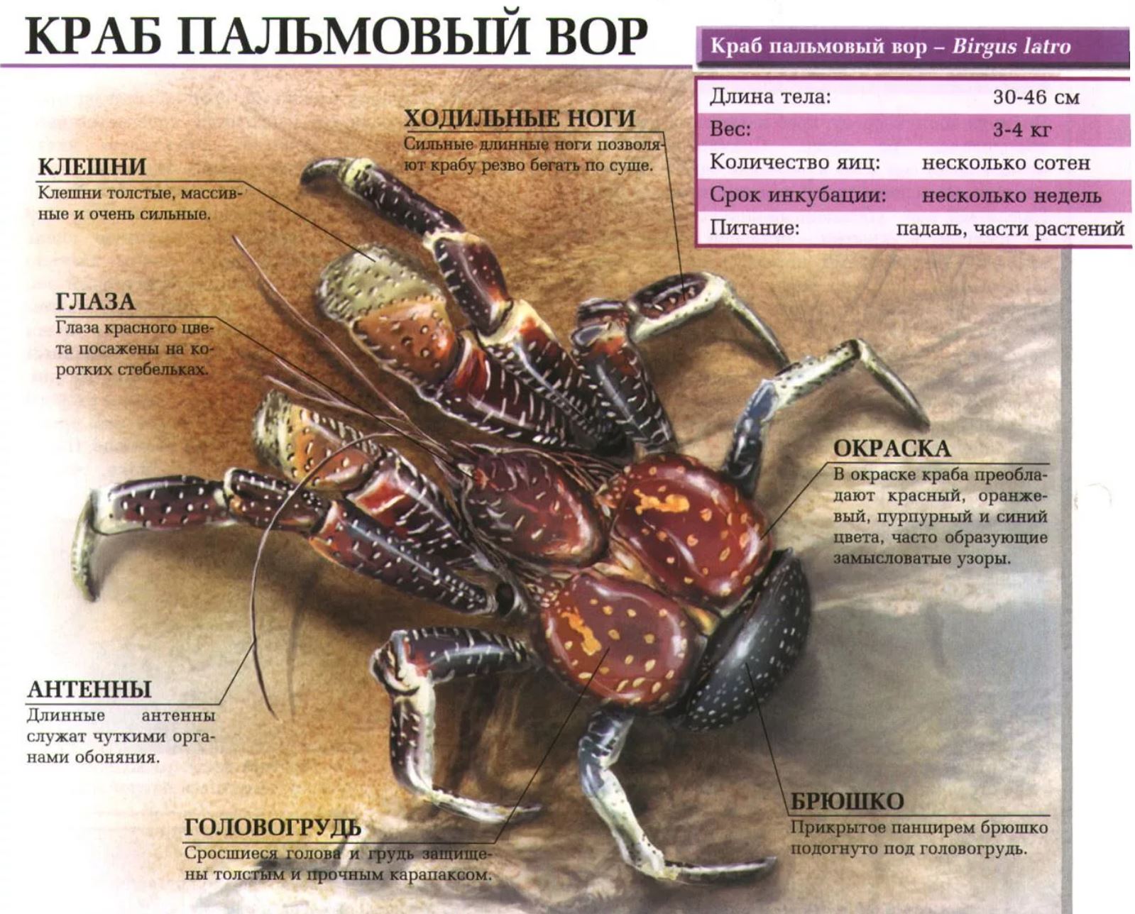 Пальмовый вор: редкий тропический краб-гигант