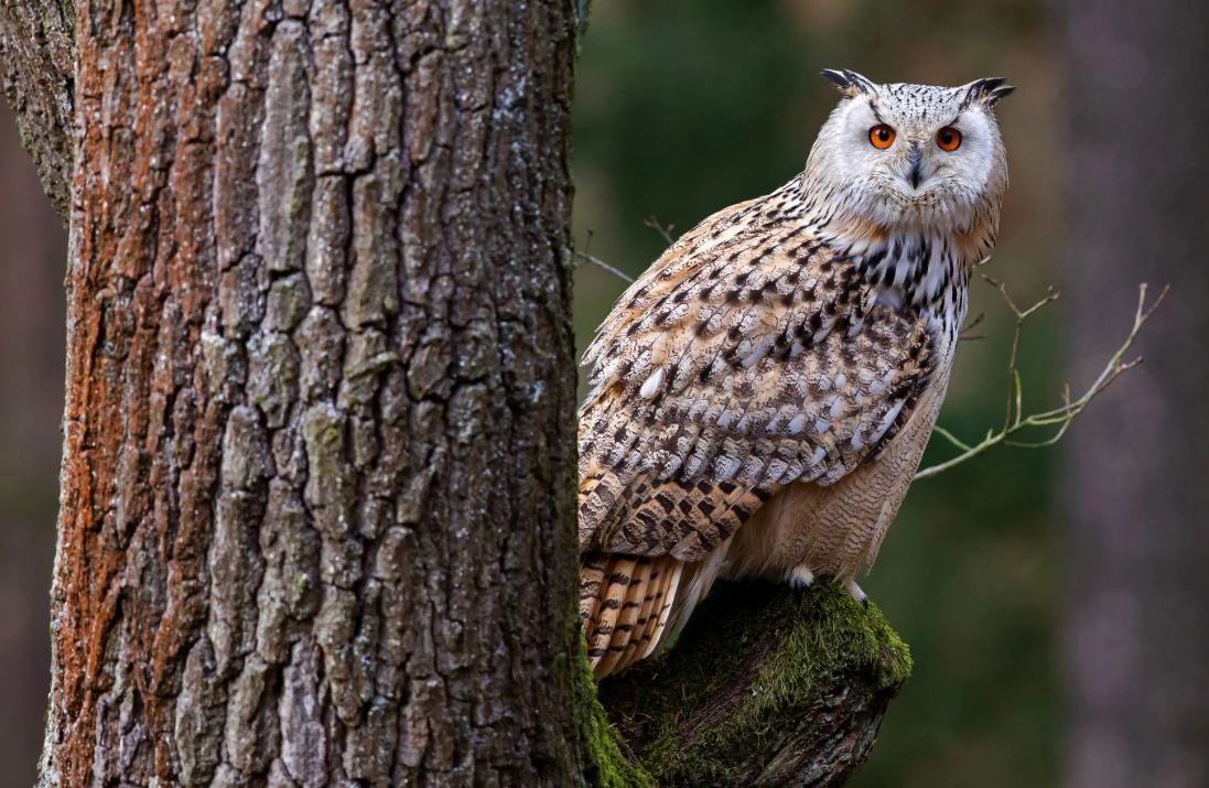 Филин: описание, образ жизни, интересные факты