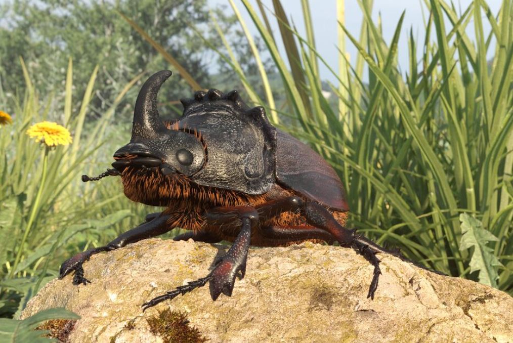 Жук-носорог: описание, где обитает, интересные факты