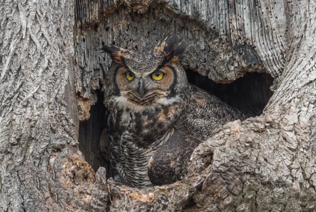 Филин: описание, образ жизни, интересные факты