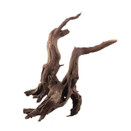 Калифорнийская змея: описание, виды, содержание и уход