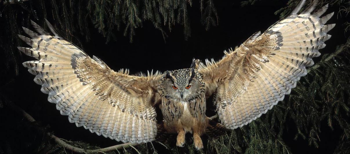 Филин: описание, образ жизни, интересные факты