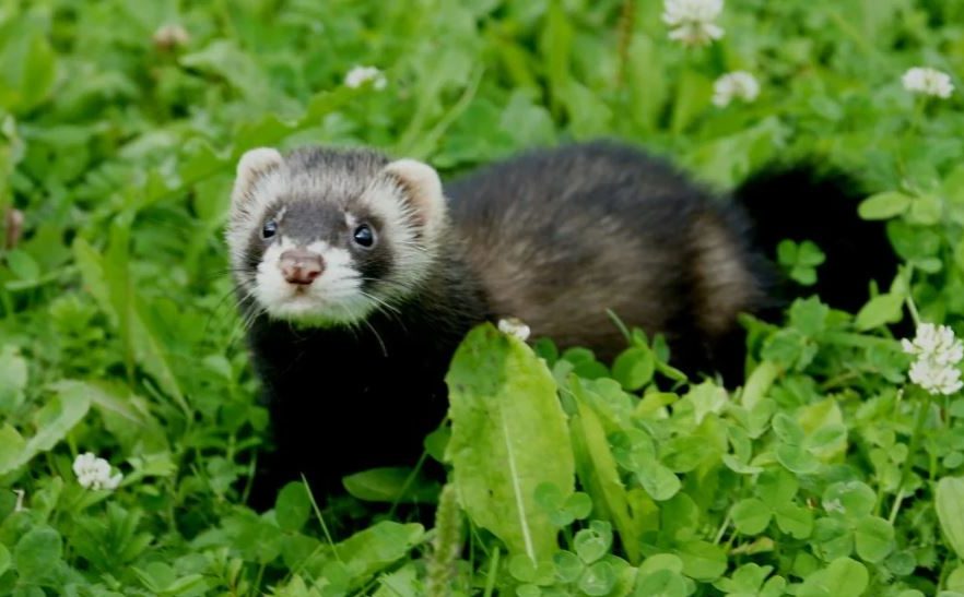 Хонорик – маленький хищник с внешностью хорька и любознательностью норки