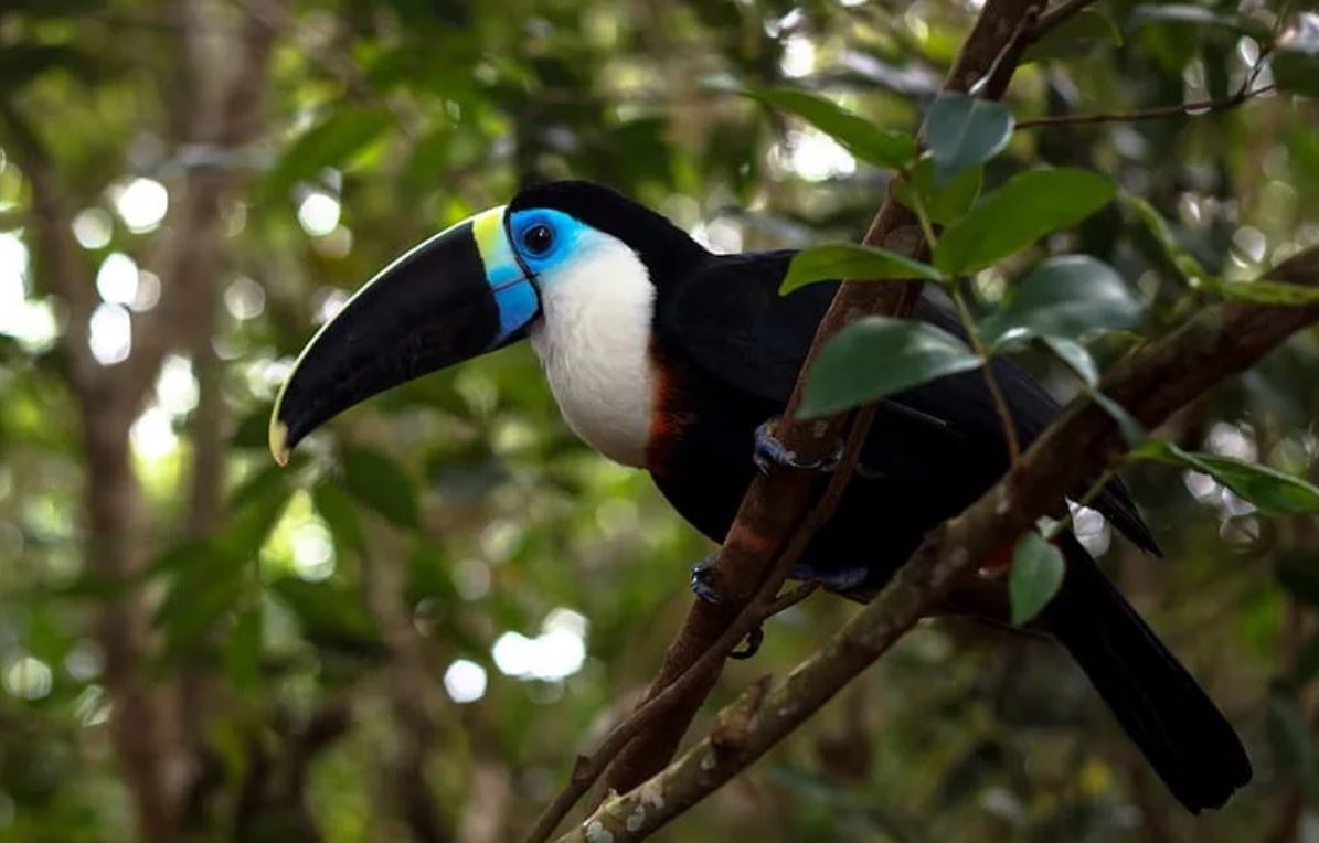 Тукан: описание, где обитает, интересные факты