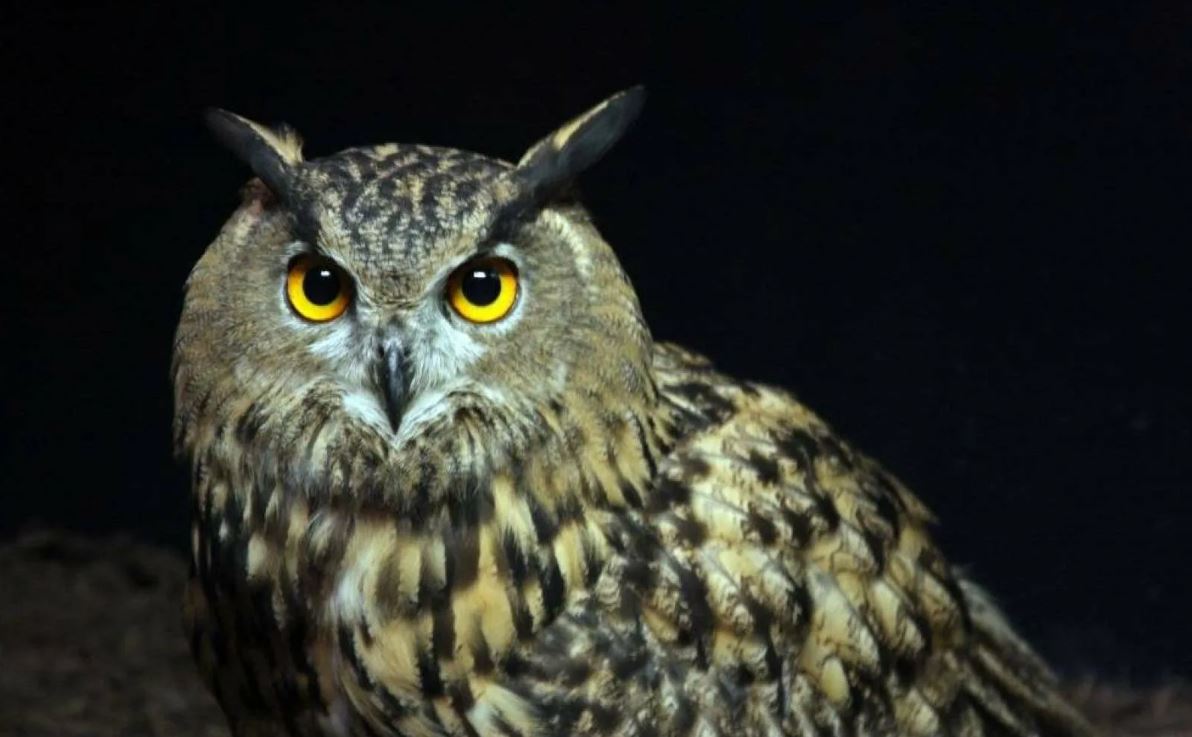 Филин: описание, образ жизни, интересные факты