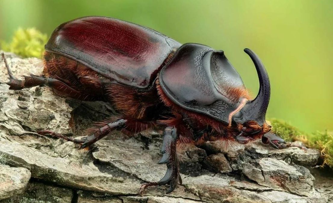 Жук-носорог: описание, где обитает, интересные факты