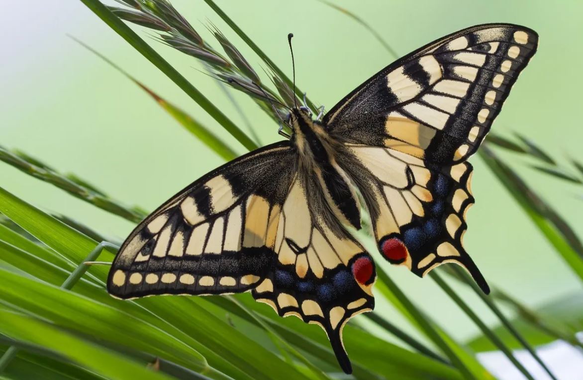 Бабочка Махаон - яркое чудо природы