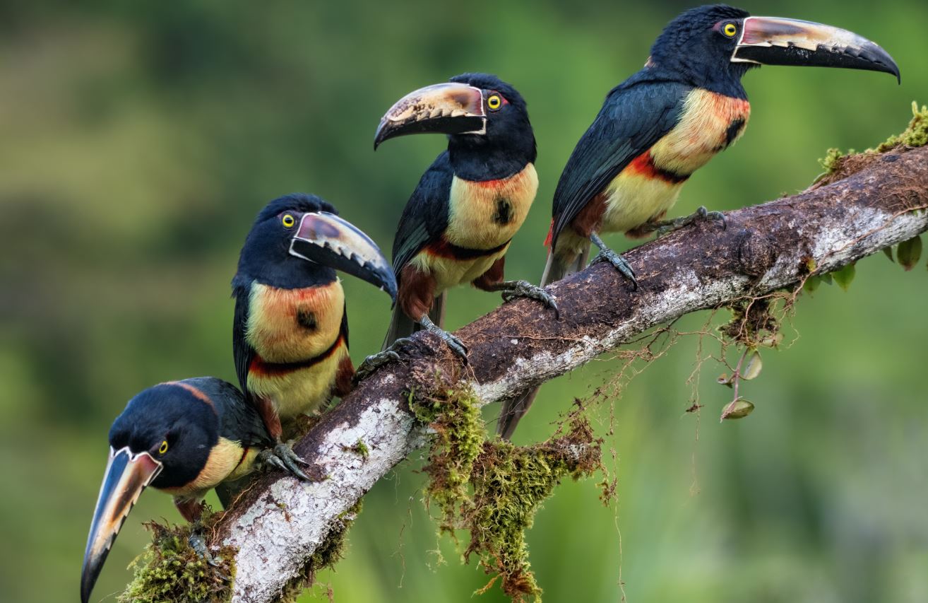 Тукан: описание, где обитает, интересные факты