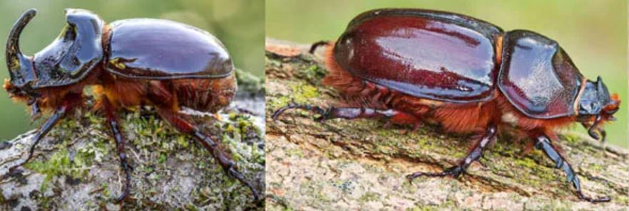 Жук-носорог: описание, где обитает, интересные факты