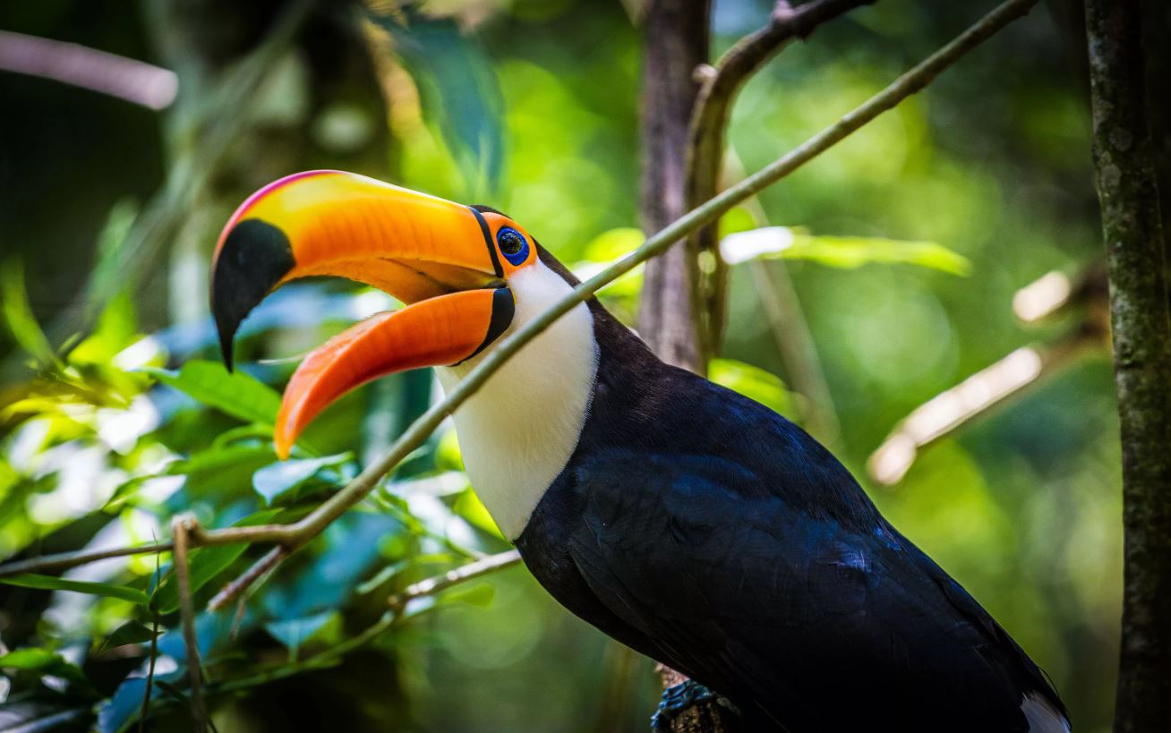 Тукан: описание, где обитает, интересные факты
