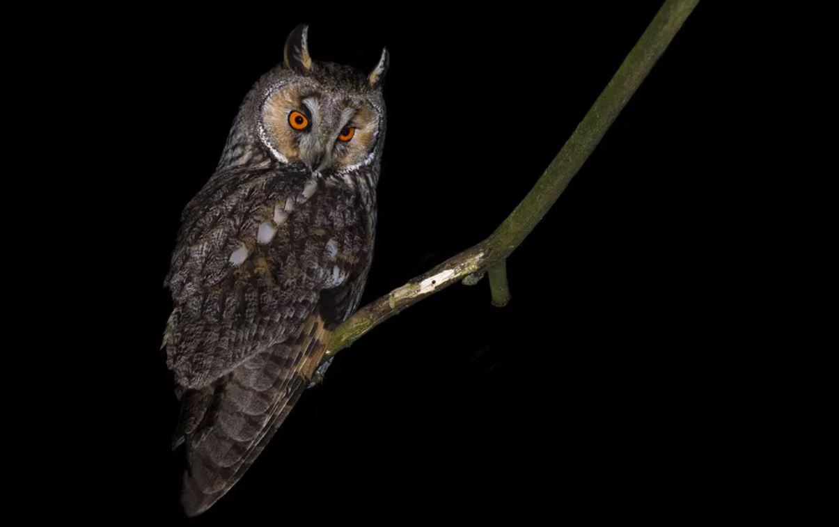 Филин: описание, образ жизни, интересные факты