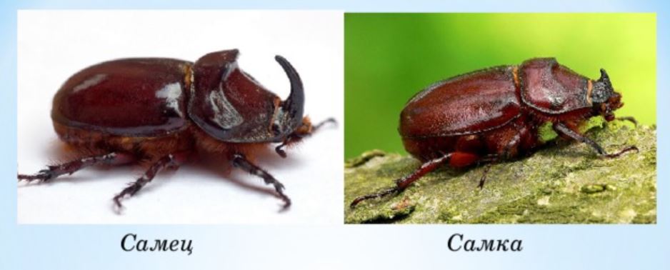 Жук-носорог: описание, где обитает, интересные факты