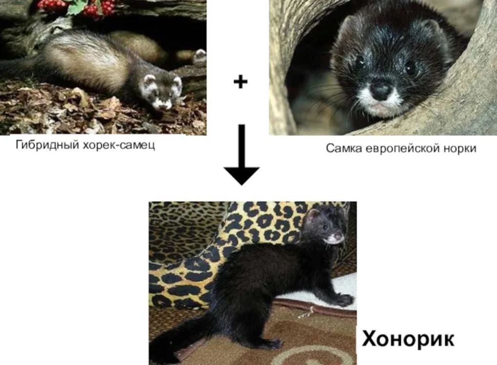 Хонорик – маленький хищник с внешностью хорька и любознательностью норки